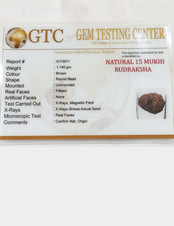 15 Mukhi Indonesian Rudraksha Premium Quality